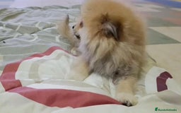 Pomerania perros en venta: Lulu pomerania toy - Imagen 12