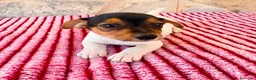 Jack Russell Terrier perros en venta: Jack Russell terrier  - Anuncio 15