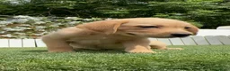 Labrador Retriever perros en venta: LABRADOR HEMBRA - Anuncio 10