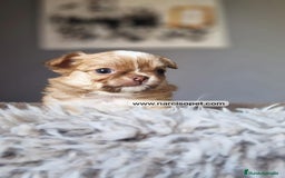 Chihuahua perros en venta: CHIHUAHUA PELO LARGO DISPONIBLE - Imagen 3