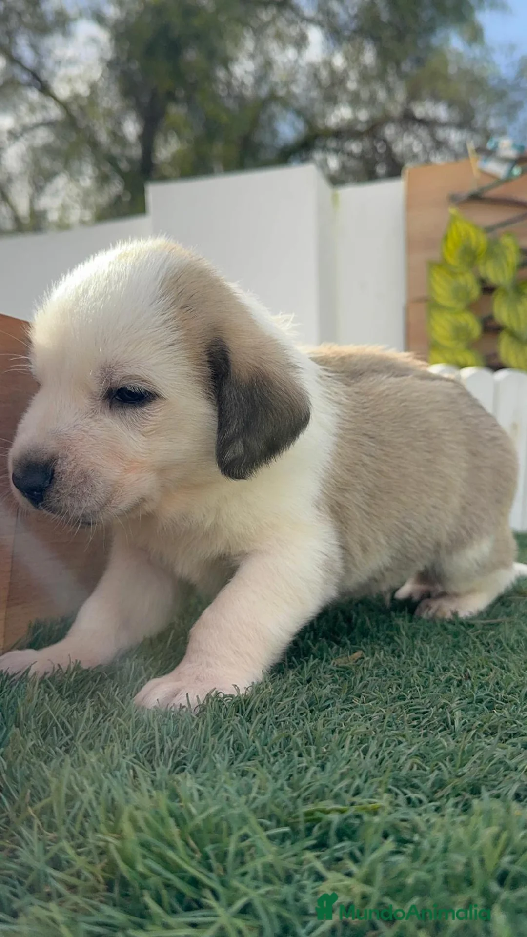 Mastín Español perros en venta: MASTIN ESPAÑOL - Anuncio 11