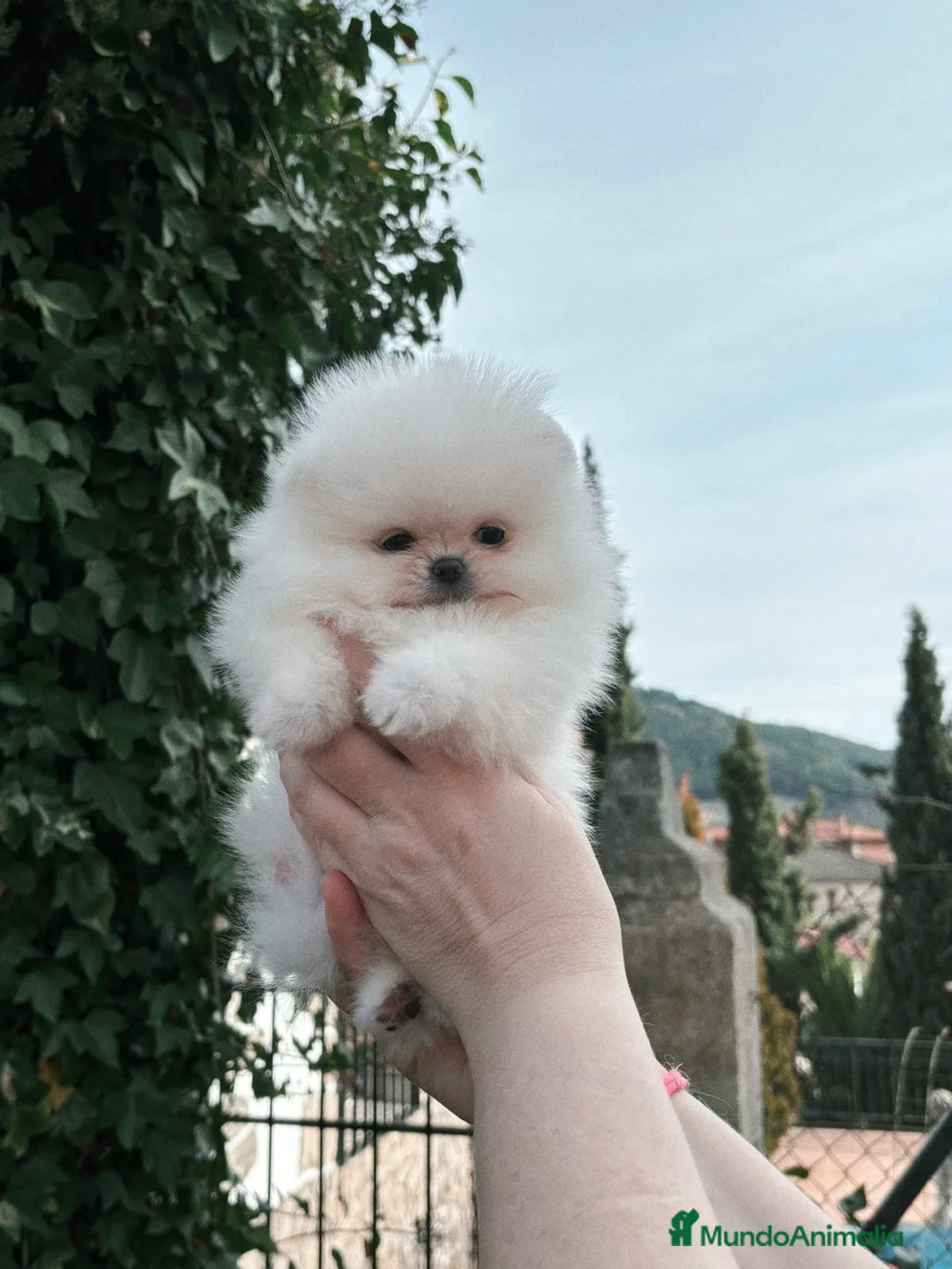 Pomerania perros en venta: Pomerania de calidad  - Anuncio 2