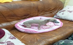 Pequeño Lebrel Italiano perros en venta: PICCOLO LEBREL ISABELINO - Anuncio 7