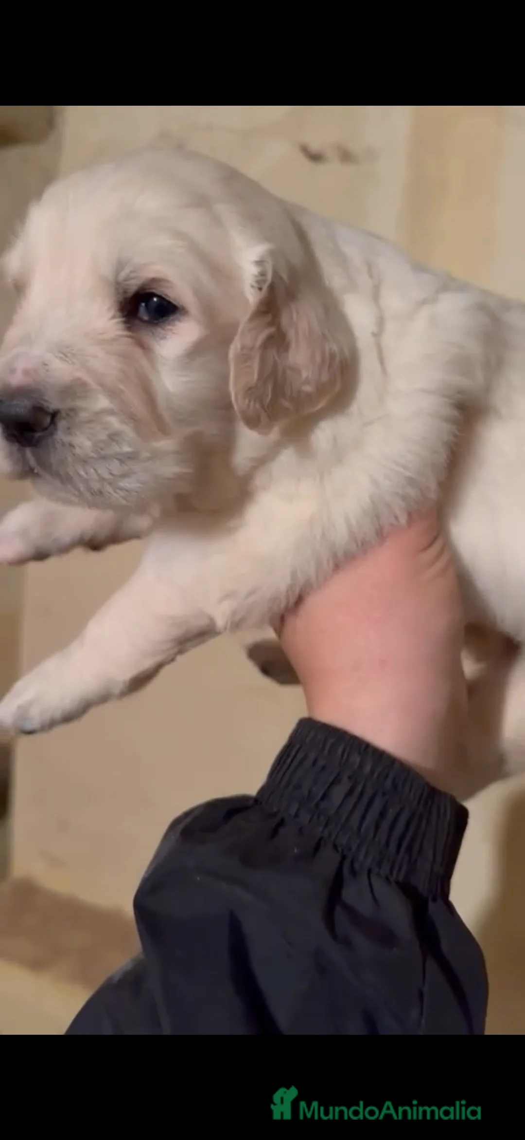 Golden Retriever perros en venta: Golden retriever disponibles - Anuncio 9