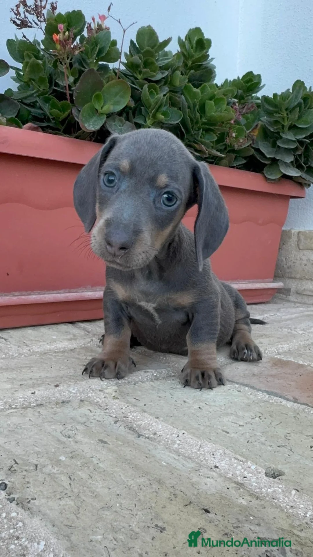 Teckel Miniatura perros en venta: TECKEL MINIATURA – UNA PEQUEÑA MUY ESPECIAL  - Anuncio 12