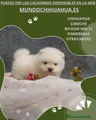 Pomerania Cachorro 11