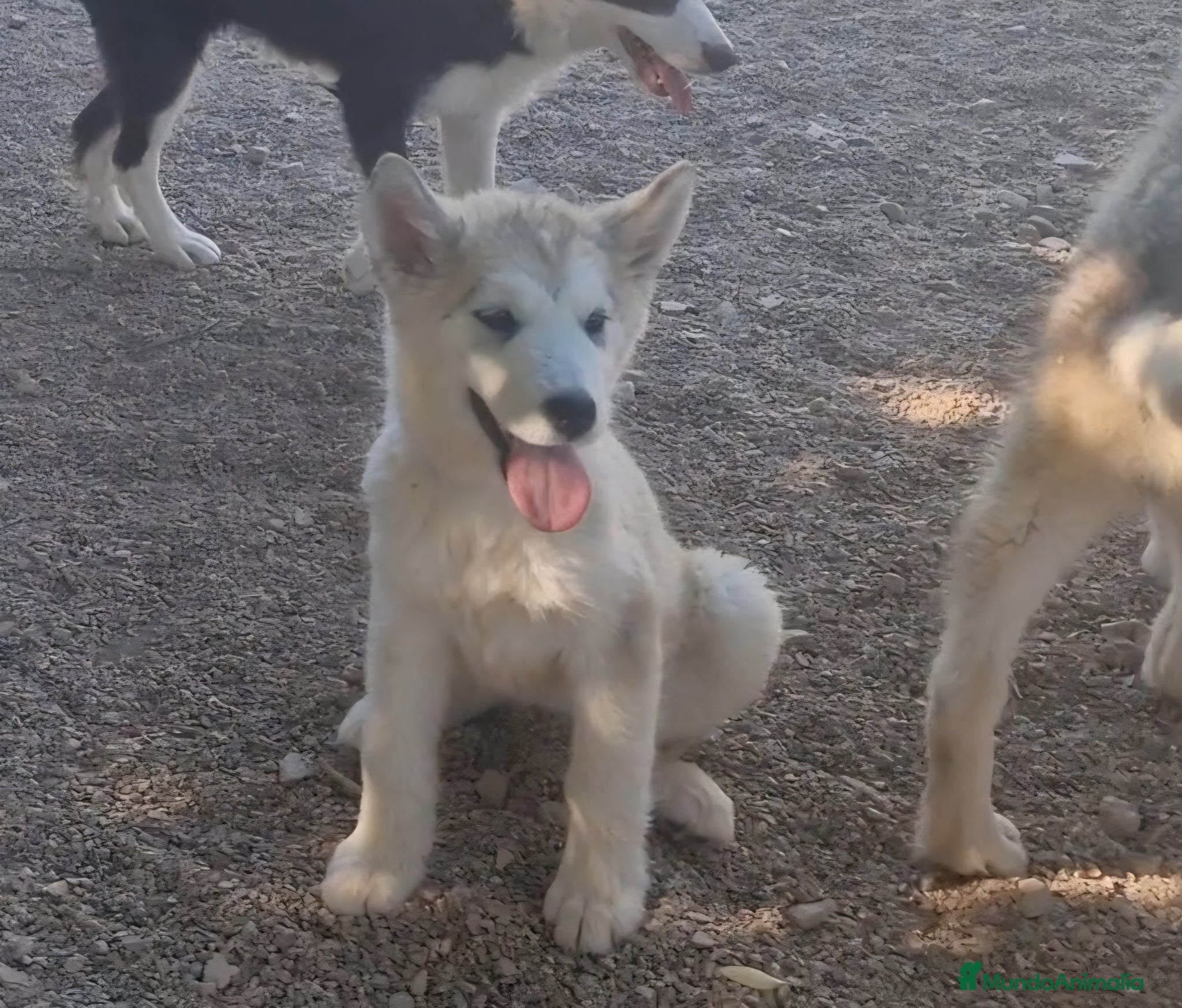 Alaskan Malamute perros Hembras de Alaskan Malamute  - Anuncio 30