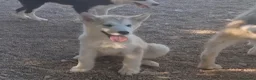 Alaskan Malamute perros en venta: Hembras de Alaskan Malamute  - Anuncio 1