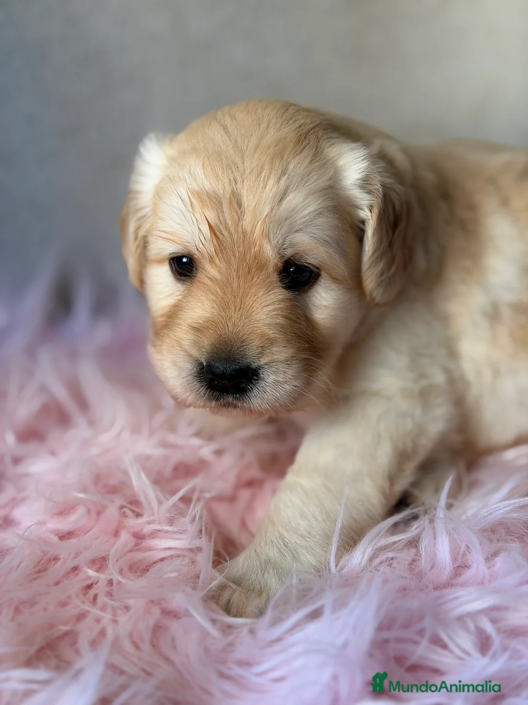 Labrador Retriever perros en venta: Labradora amarilla  - Anuncio 2