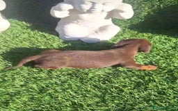 Teckel perros en venta: Teckel Hembra y Macho - Imagen 4