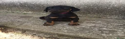 Dobermann perros en venta: Doberman  - Anuncio 10