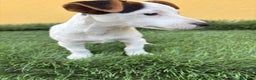 Jack Russell Terrier perros en venta: Macho de Jack Russell Terrier  - Anuncio 10