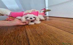 Bichón Maltés perros en venta: Mini Teacup Maltés 100% Coreana – en venta - Imagen 6