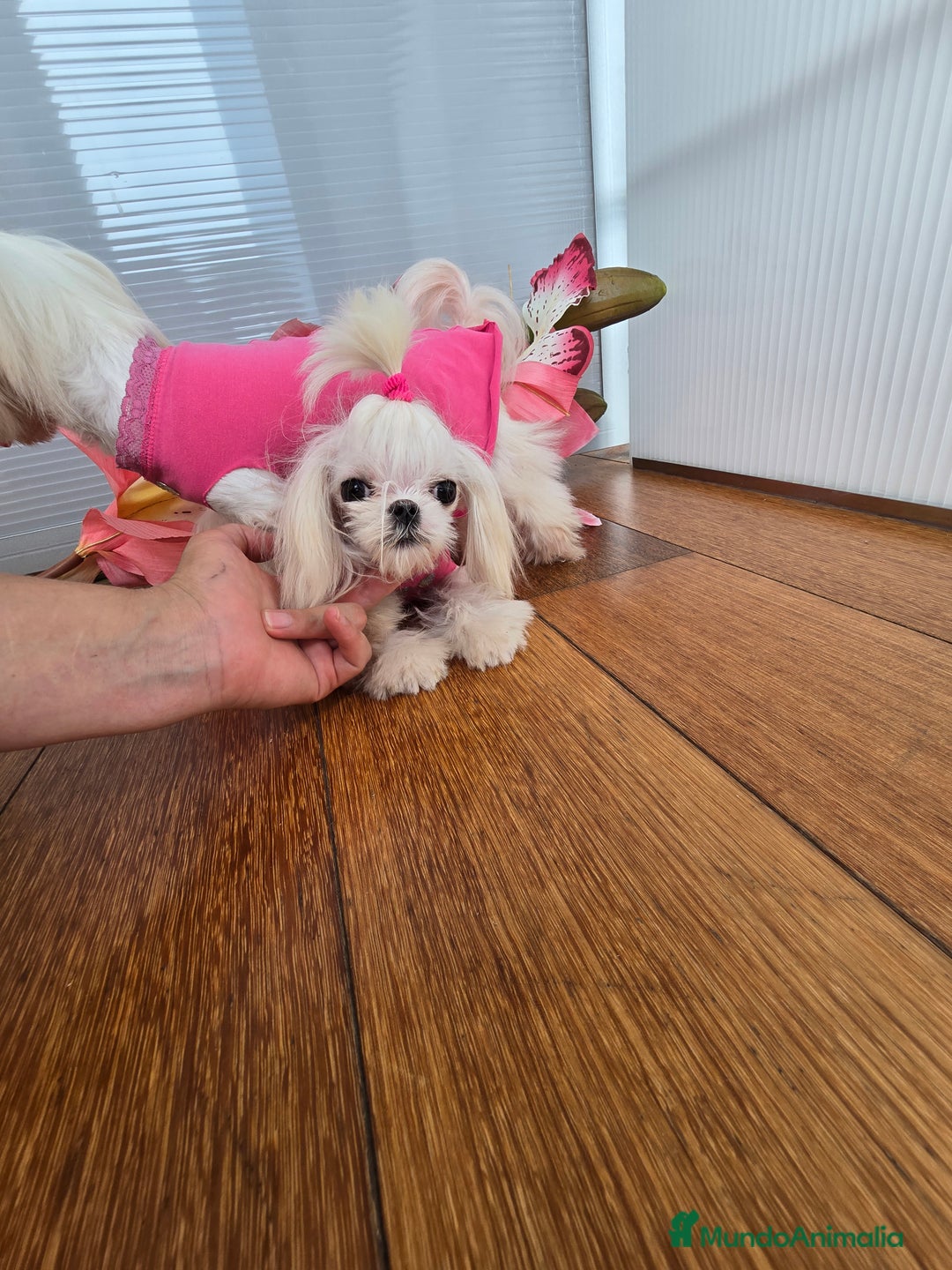 Bichón Maltés perros en venta: Mini Teacup Maltés 100% Coreana – en venta - Imagen 6
