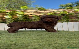 Perro de Agua Español perros en venta: PERRO DE AGUA HEMBRA - Imagen 2