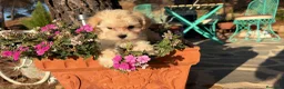 Maltipoo perros en venta: Maltipoo muy bonitos !!! - Anuncio 5