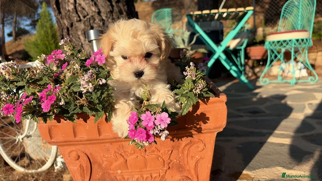 Maltipoo perros en venta: Maltipoo muy bonitos !!! - Anuncio 5