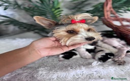 Yorkshire Terrier perros en venta: YORKSHIRE BIEWER - Imagen 7