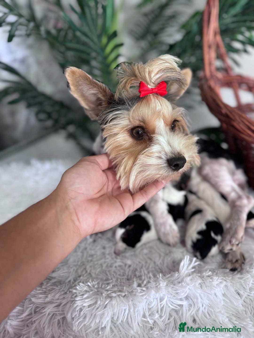 Yorkshire Terrier perros en venta: YORKSHIRE BIEWER - Imagen 7