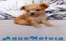 Caniche Toy perros en venta:  Caniche Hembra 2 de Estela y King AQUANATURA - Imagen 4