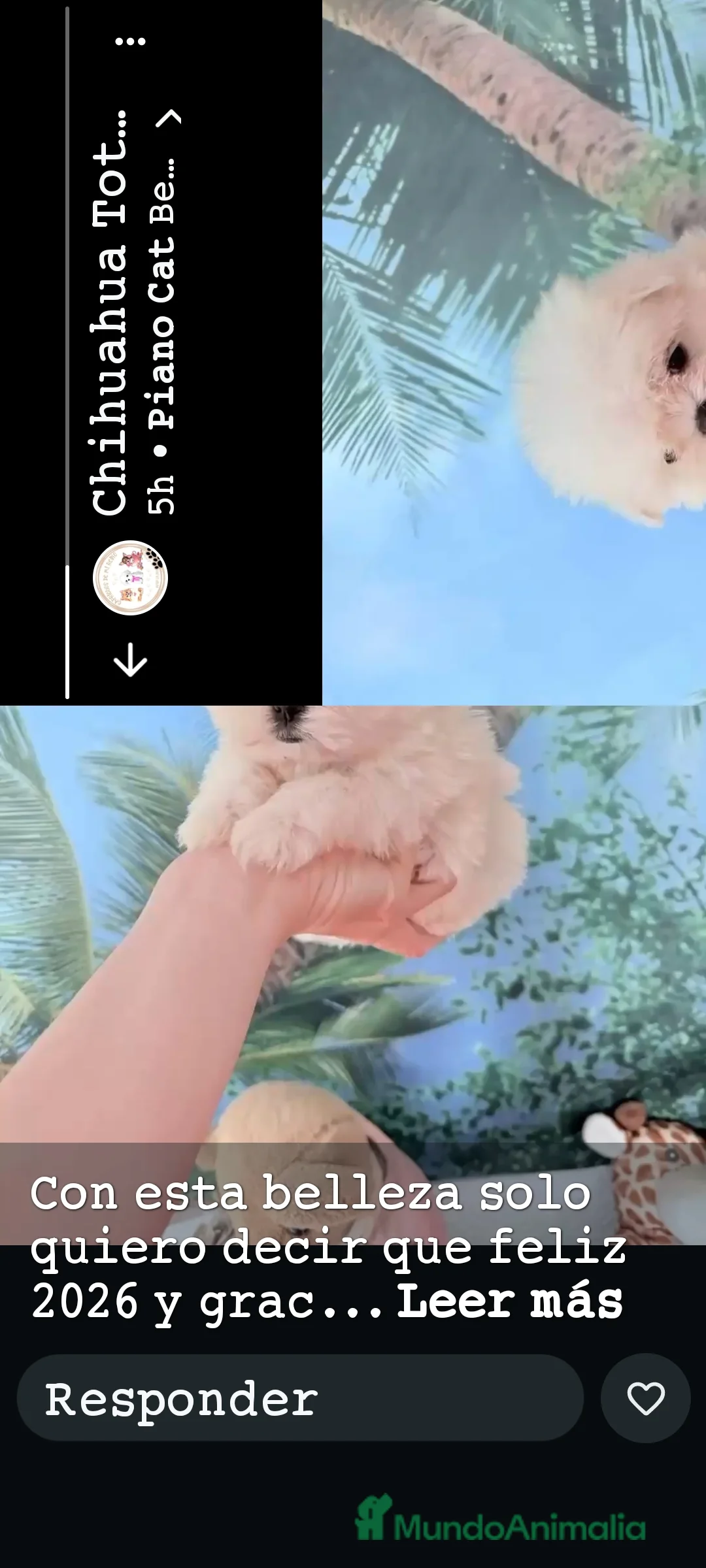 Bichón Maltés perros en venta: Bichón maltes mini - Anuncio 4