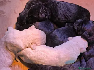 Labradoodle perros en venta: CAMADA DE LABRADOODLE - Anuncio 1