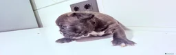 Bulldog Francés perros en venta: Buldog frances - Anuncio 7