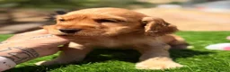 Cocker Spaniel Inglés perros en venta: CAMADA COCKER SPANIEL DORADO - Anuncio 6