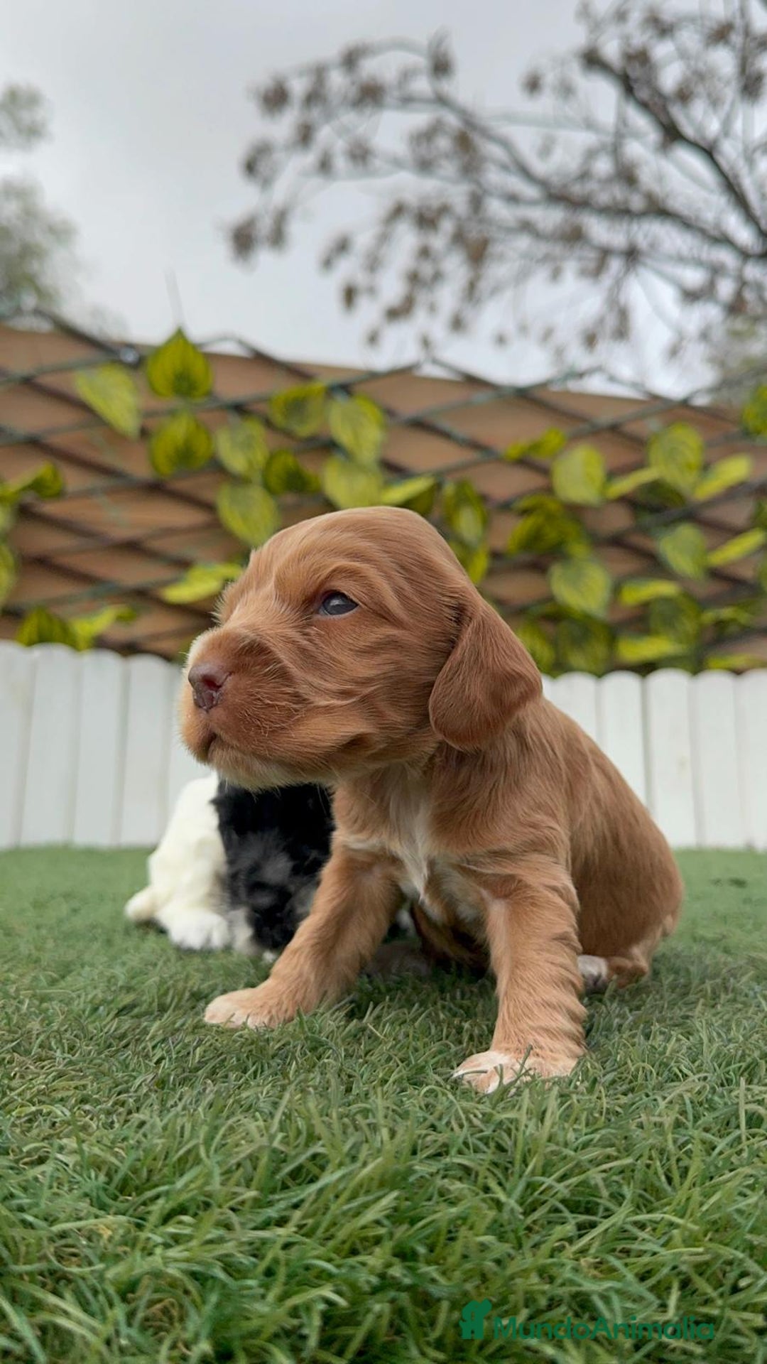 Cocker Spaniel Inglés perros en venta: COCKER SPANIEL INGLES - Anuncio 8