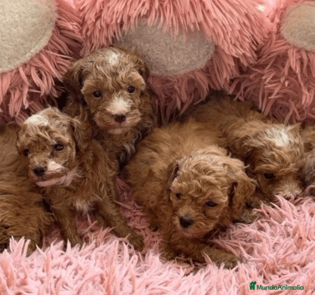 Caniche Toy perros en venta: CANICHE TOY - Anuncio 2