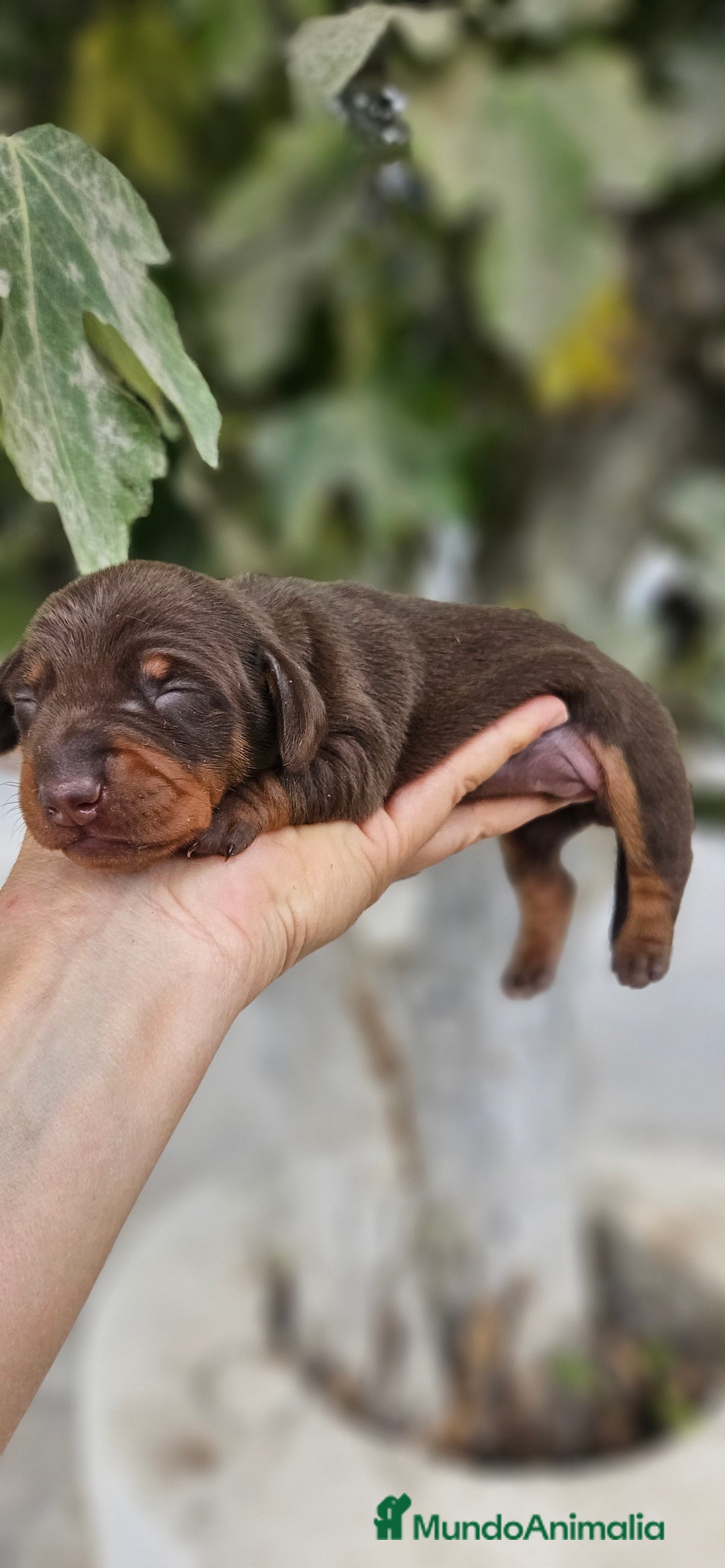 Teckel perros en venta: Teckel miniatura  - Imagen 4