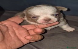 Chihuahua perros en venta: Chihuahuas cabeza manzana - Imagen 5