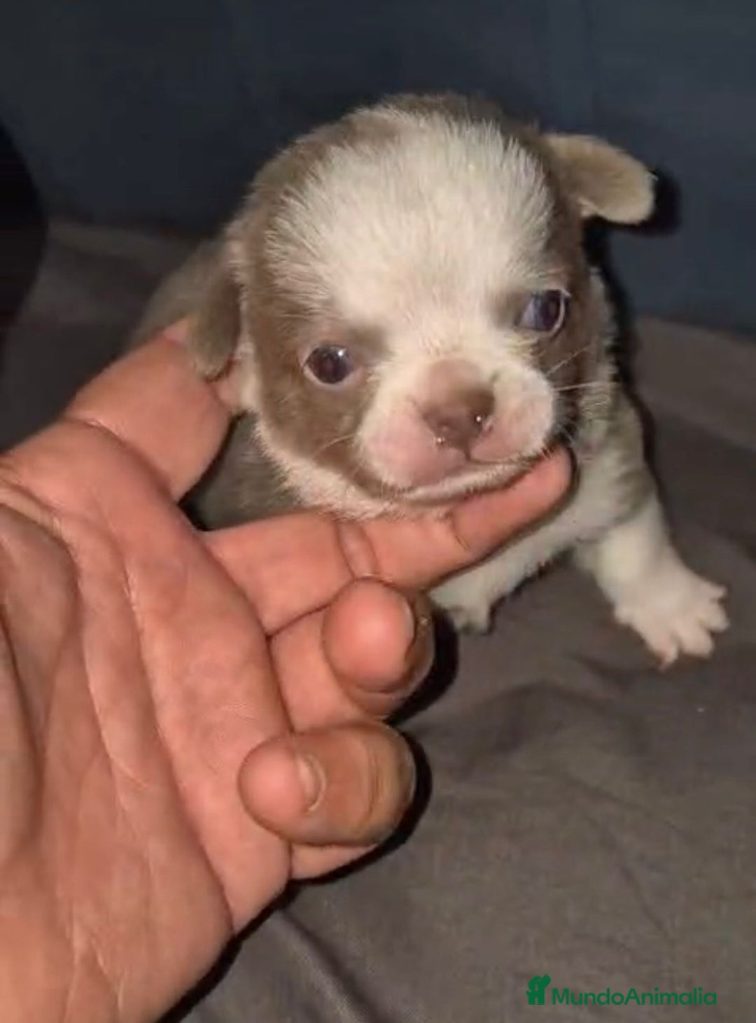 Chihuahua perros en venta: Chihuahuas cabeza manzana - Imagen 5