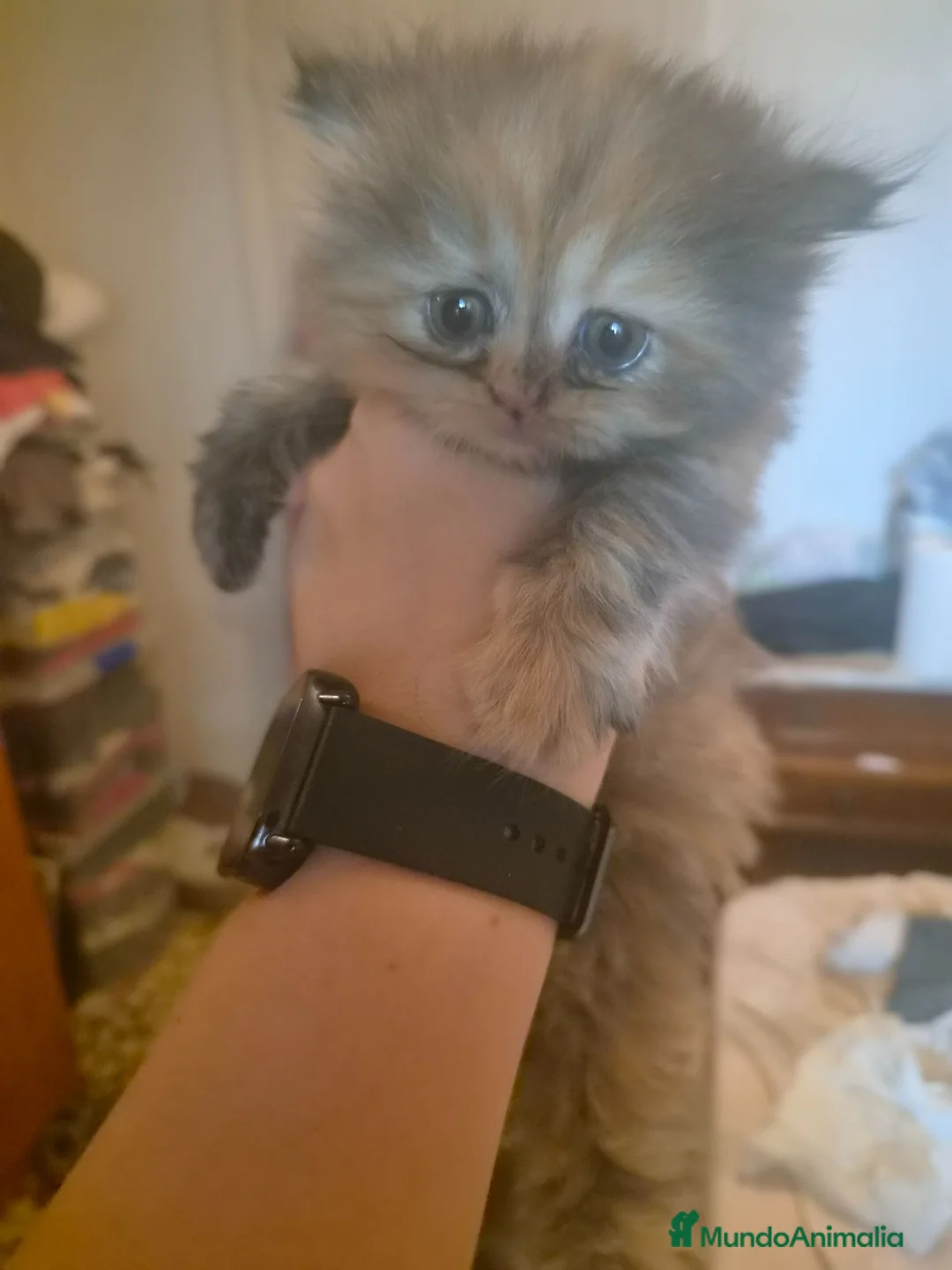 Persa gatos en venta: Gatos persas  - Anuncio 2