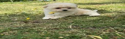 Maltipoo perros en venta: Maltipoo hembra toy disponible. - Anuncio 3