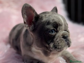 Bulldog Francés perros - Anuncio 14