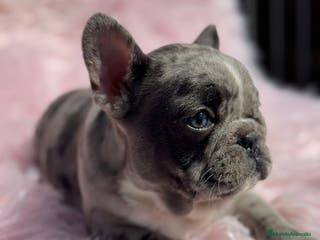 Bulldog Francés perros Bulldog francés - Anuncio 15