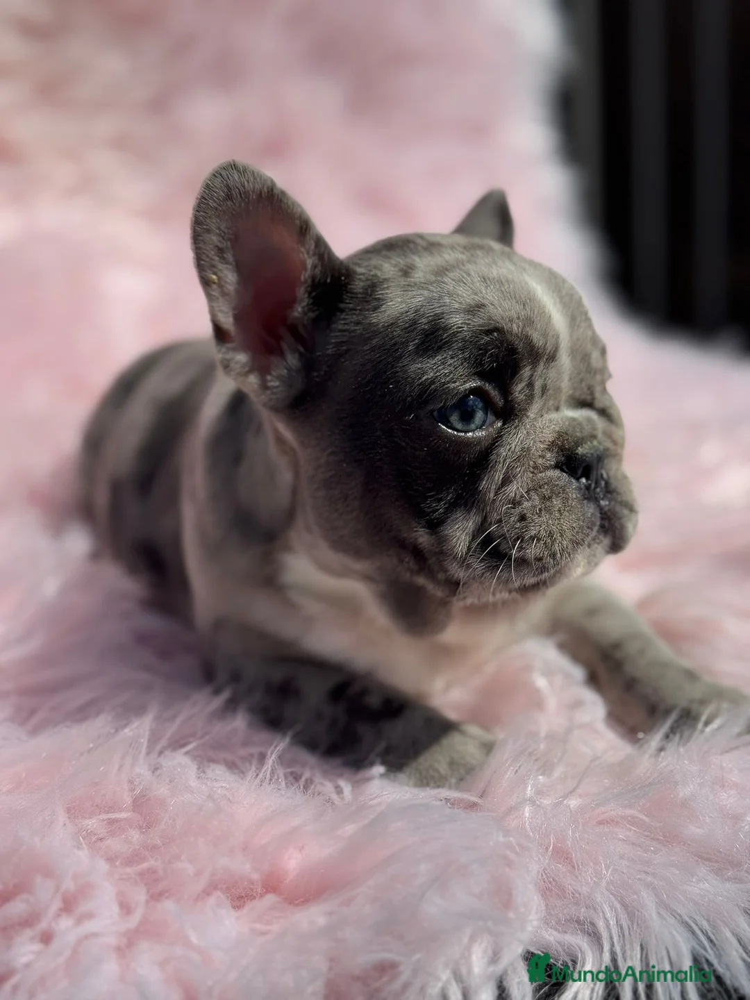 Bulldog Francés perros en venta: Bulldog francés  - Anuncio 1