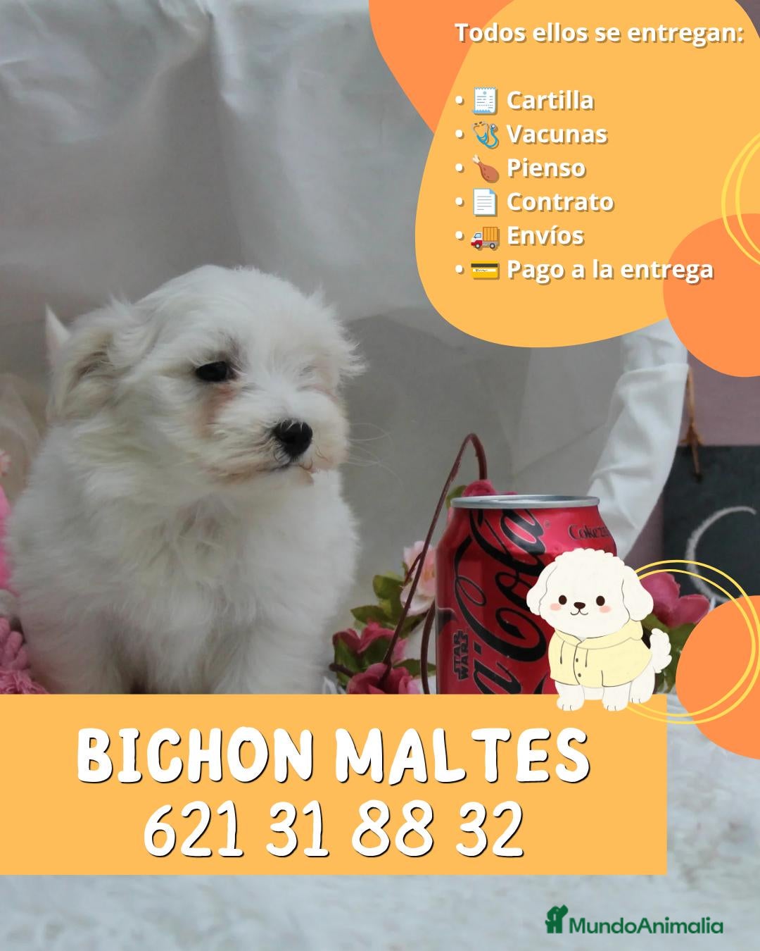 Bichón Maltés perros Bichón maltés auténticos  - Anuncio 5