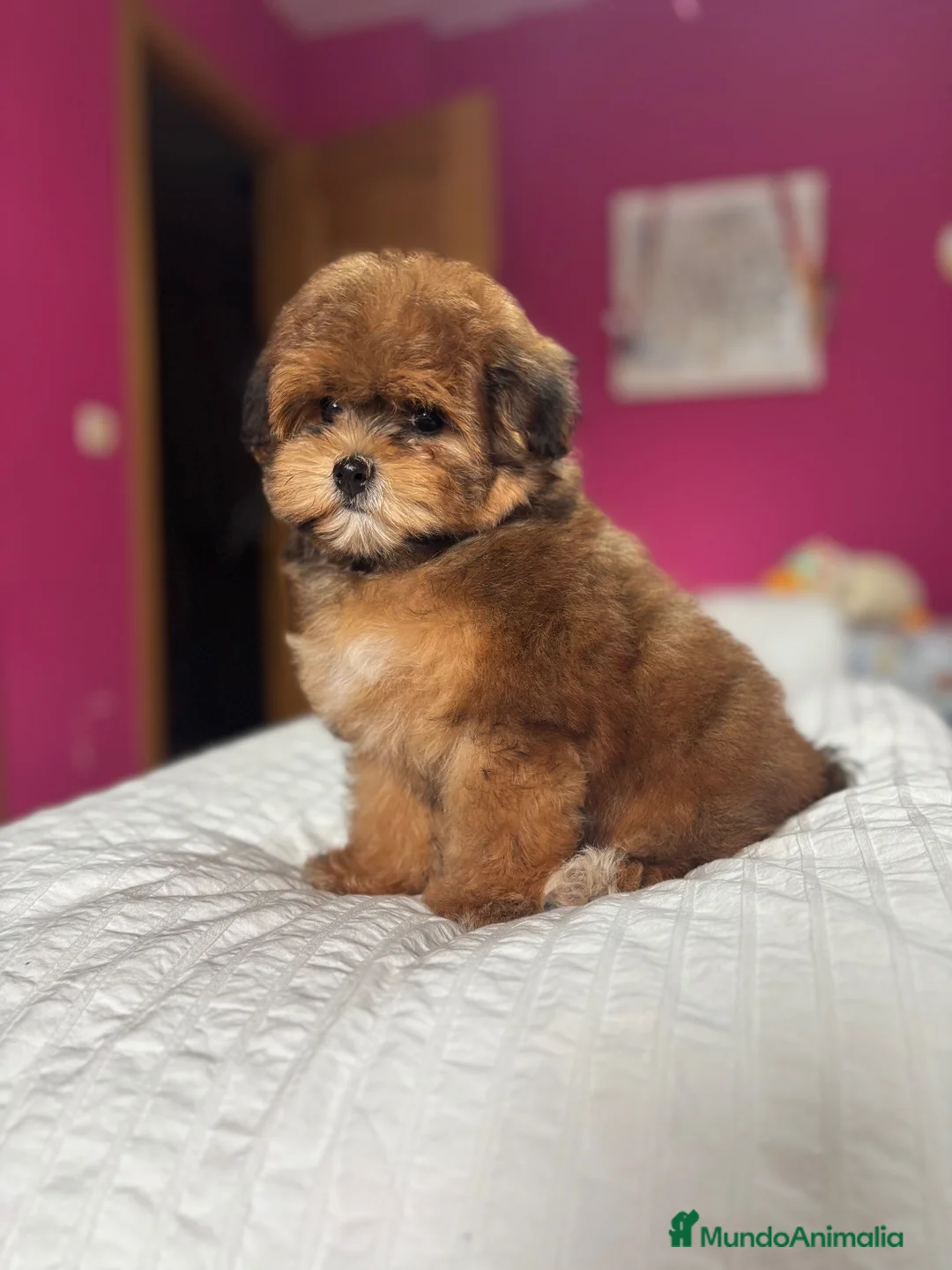 Maltipoo perros en venta: Maltipoo hembra disponible  - Anuncio 4