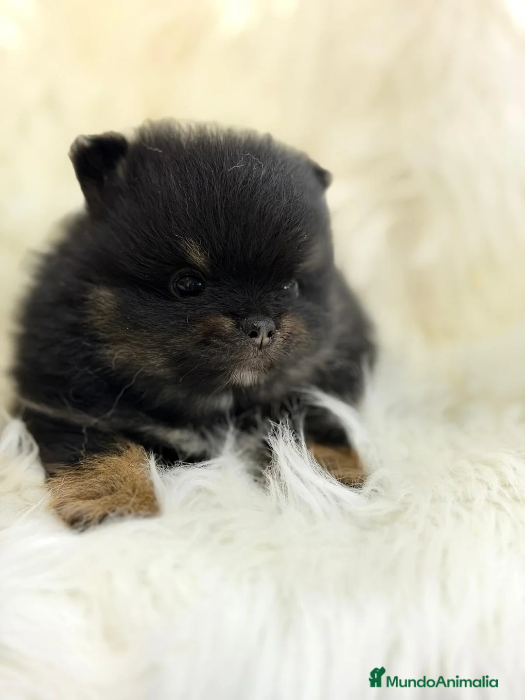 Pomerania perros en venta: POMERANIA BLACK AND TAN  - Anuncio 5