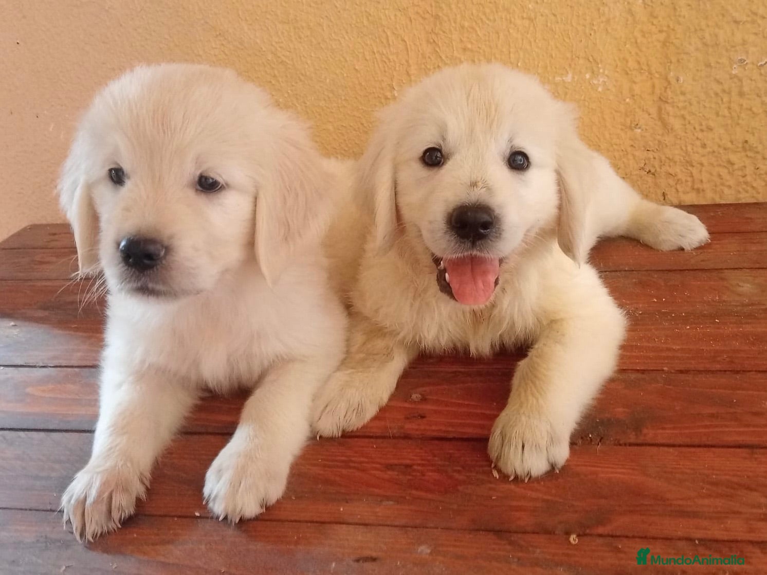 Golden Retriever perros Golden Retriever - Anuncio 3