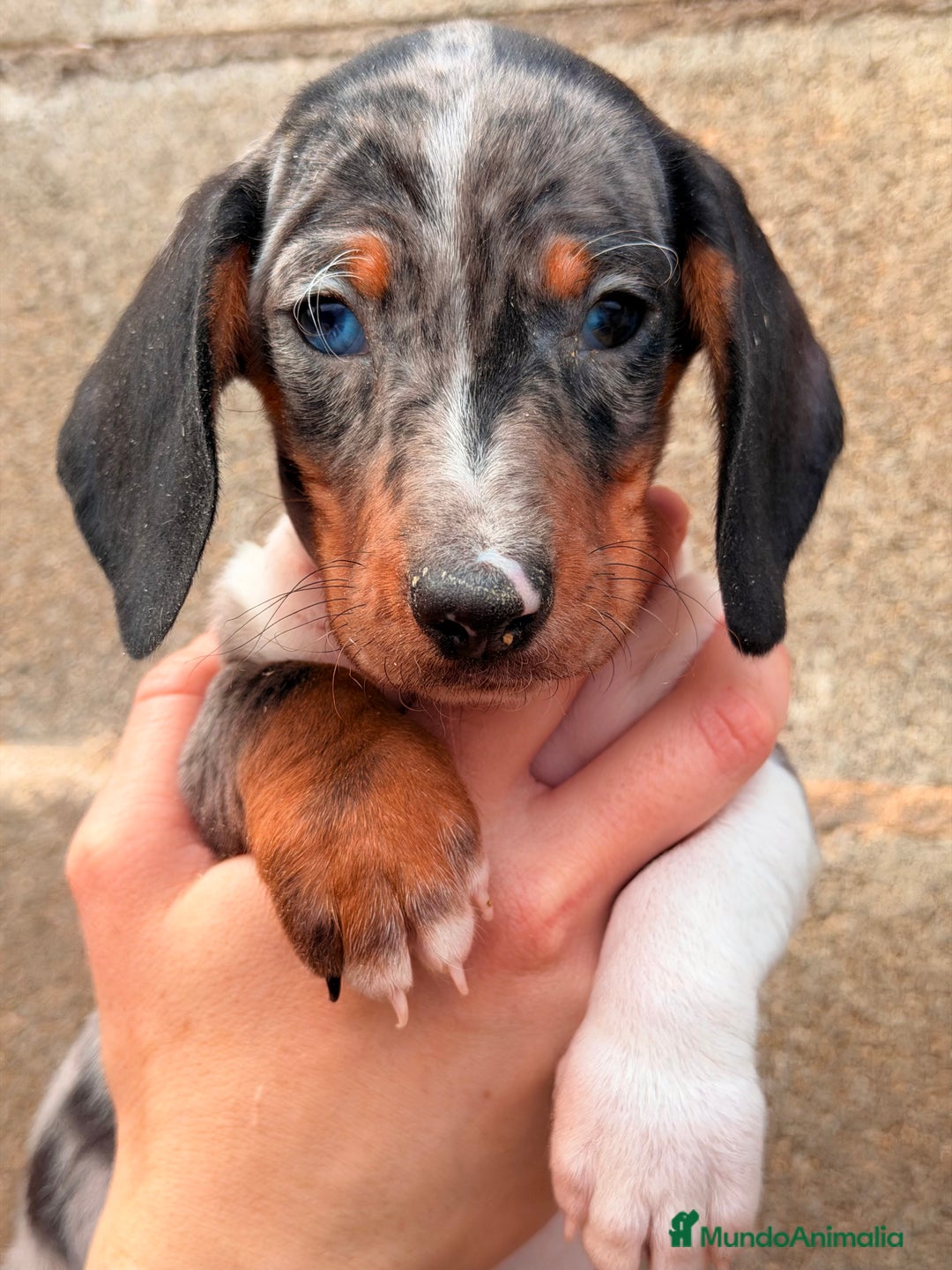 Teckel Miniatura perros en venta: Teckel Arlequin ojo azul  - Anuncio 4