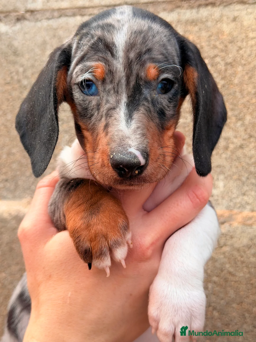 Teckel Miniatura perros en venta: Teckel Arlequin ojo azul  - Anuncio 4