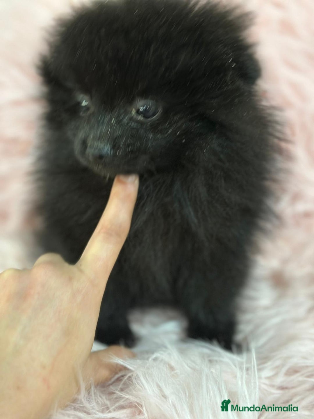 Pomerania perros en venta: ÚLTIMA POMERANIA HEMBRA DISPONIBLE - Anuncio 2