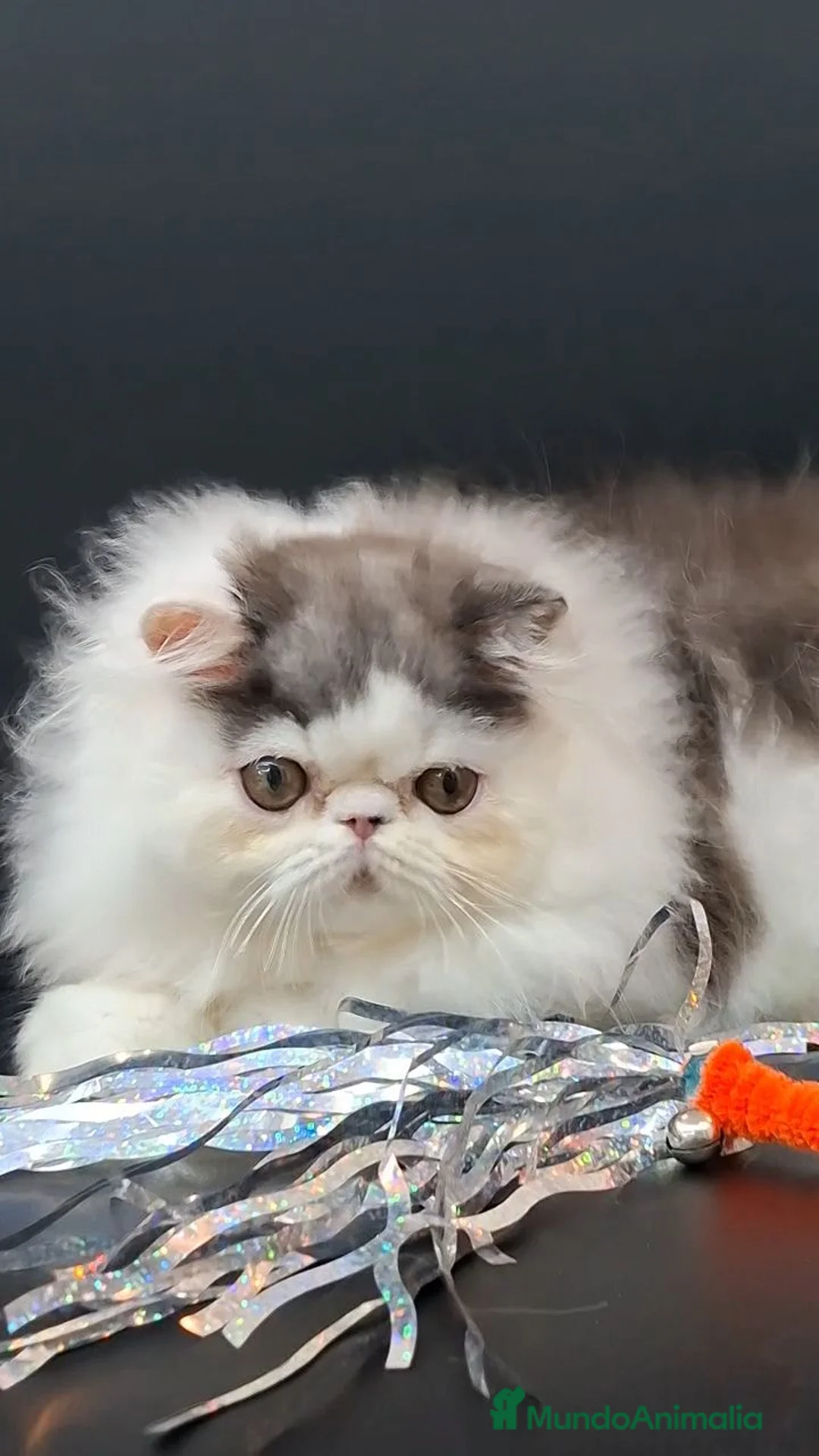 Persa gatos en venta: Precioso Gatito persa - Anuncio 2