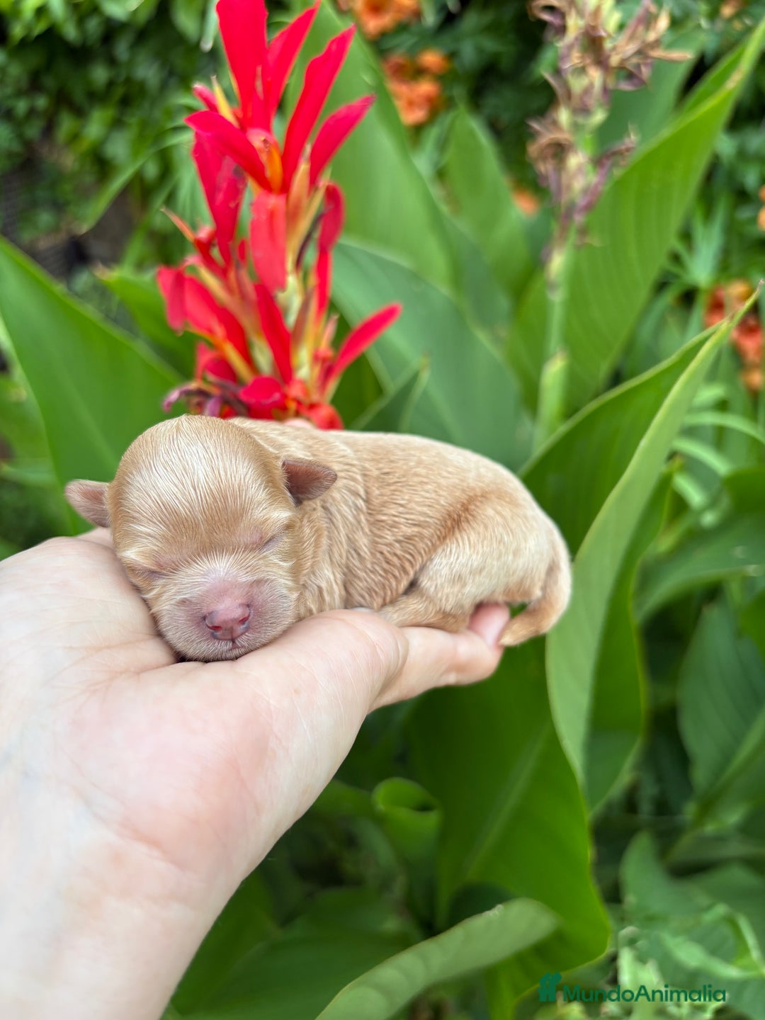 Maltipoo perros en venta: Maltipoo Hembra toy para reservar !! - Imagen 6