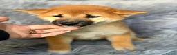 Shiba Inu perros en venta: Macho Shiba inu - Anuncio 7
