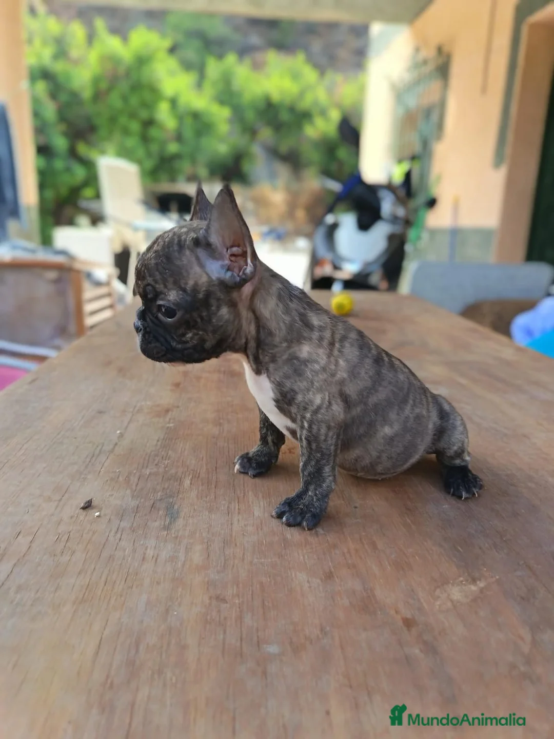 Bulldog Francés perros en venta: Bulldog frances  - Anuncio 3