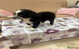 Border Collie perros en venta: Oportunidad border collie  - Imagen 5